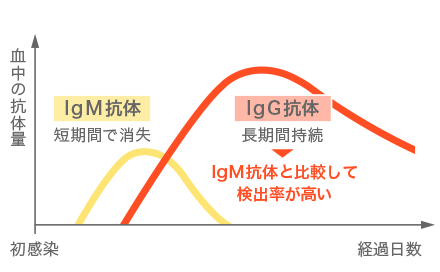 血中のIgM抗体、IgG抗体の変化